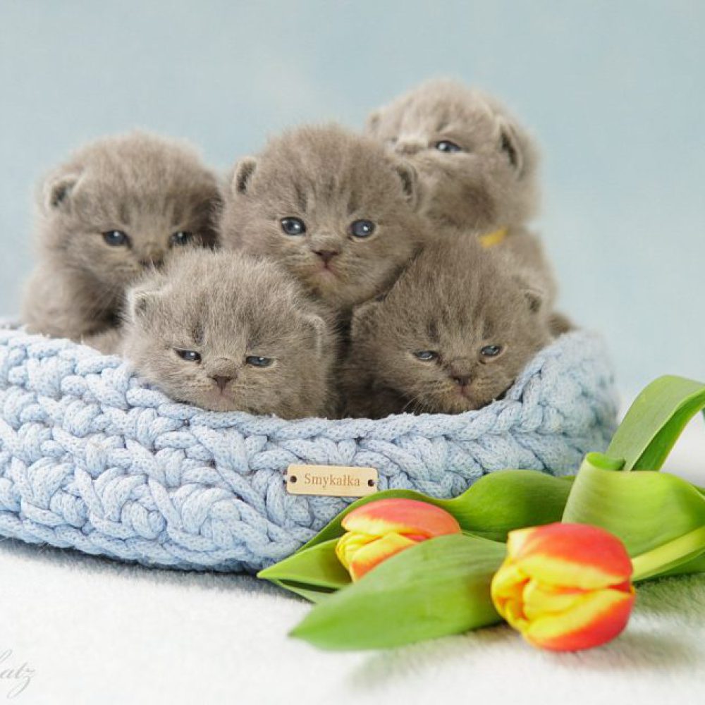 Aktualności boys boys