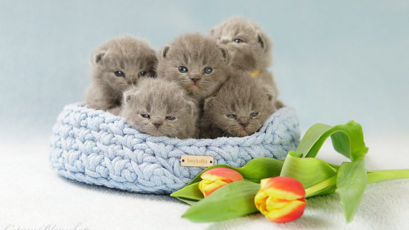 Aktualności boys boys