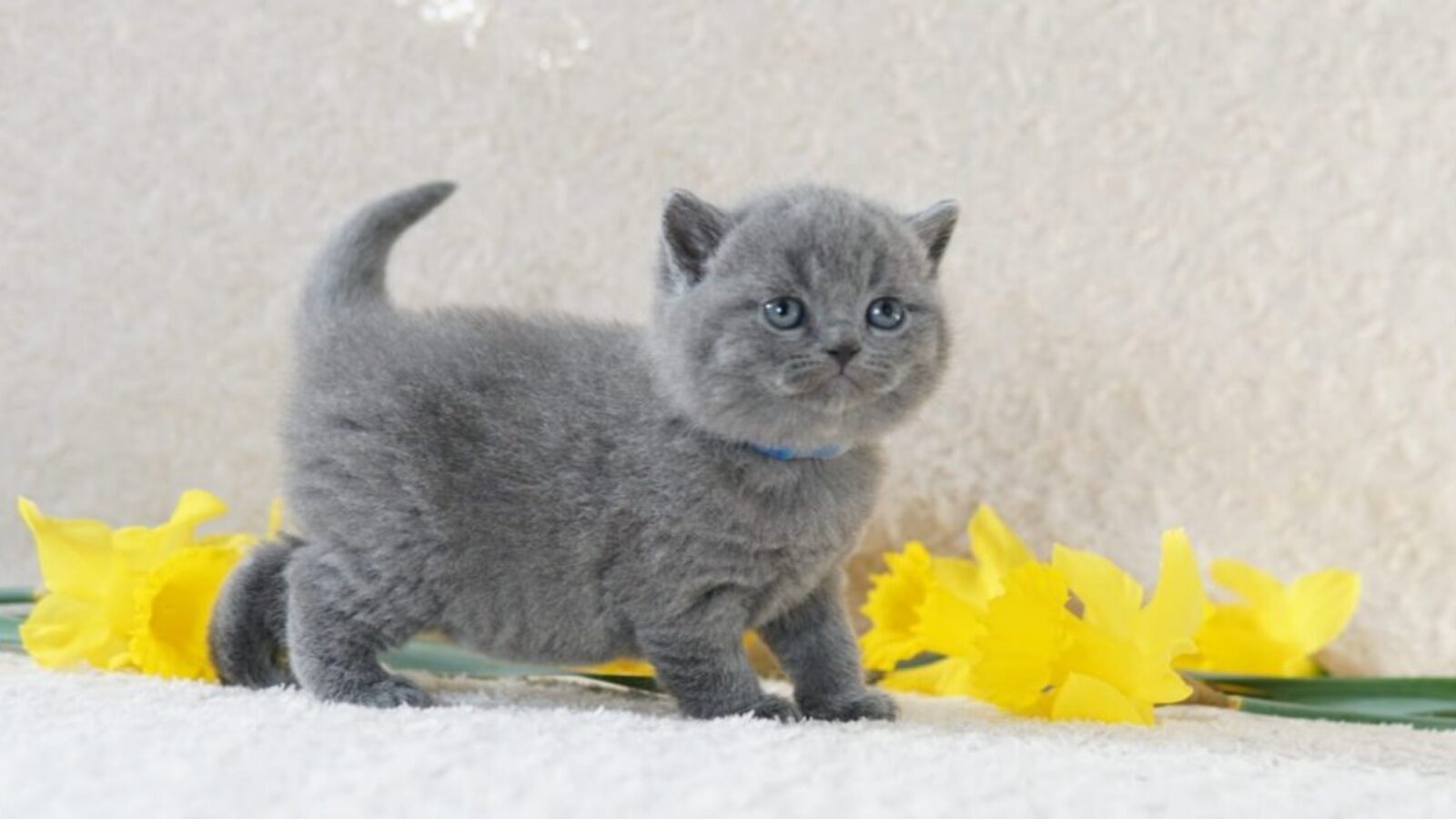 Marshall 1 Marshall 1