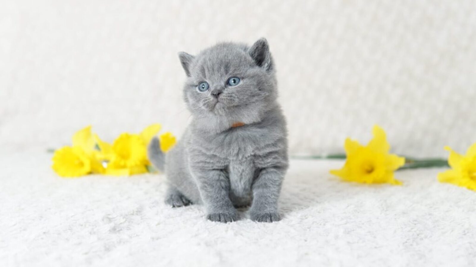 Million Dollars 1 Million Dollars 1