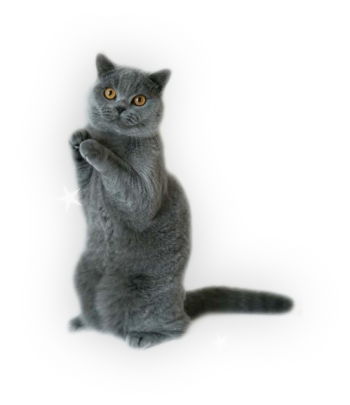 kocur grafika kocur grafika