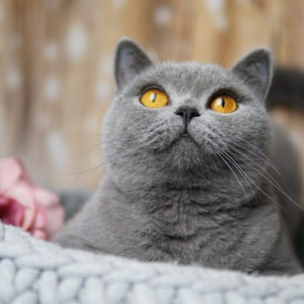 Kitty Woman Blauschatz * PL