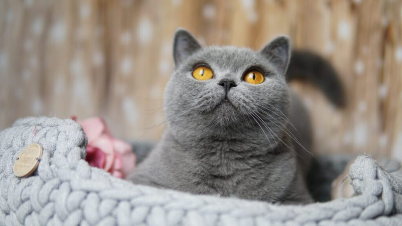 Kitty Woman Blauschatz * PL