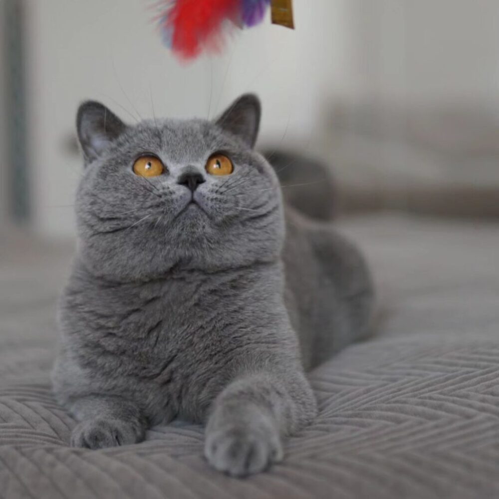 poseidon-1 poseidon-1