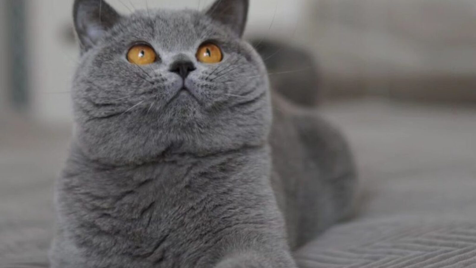 poseidon-1 poseidon-1