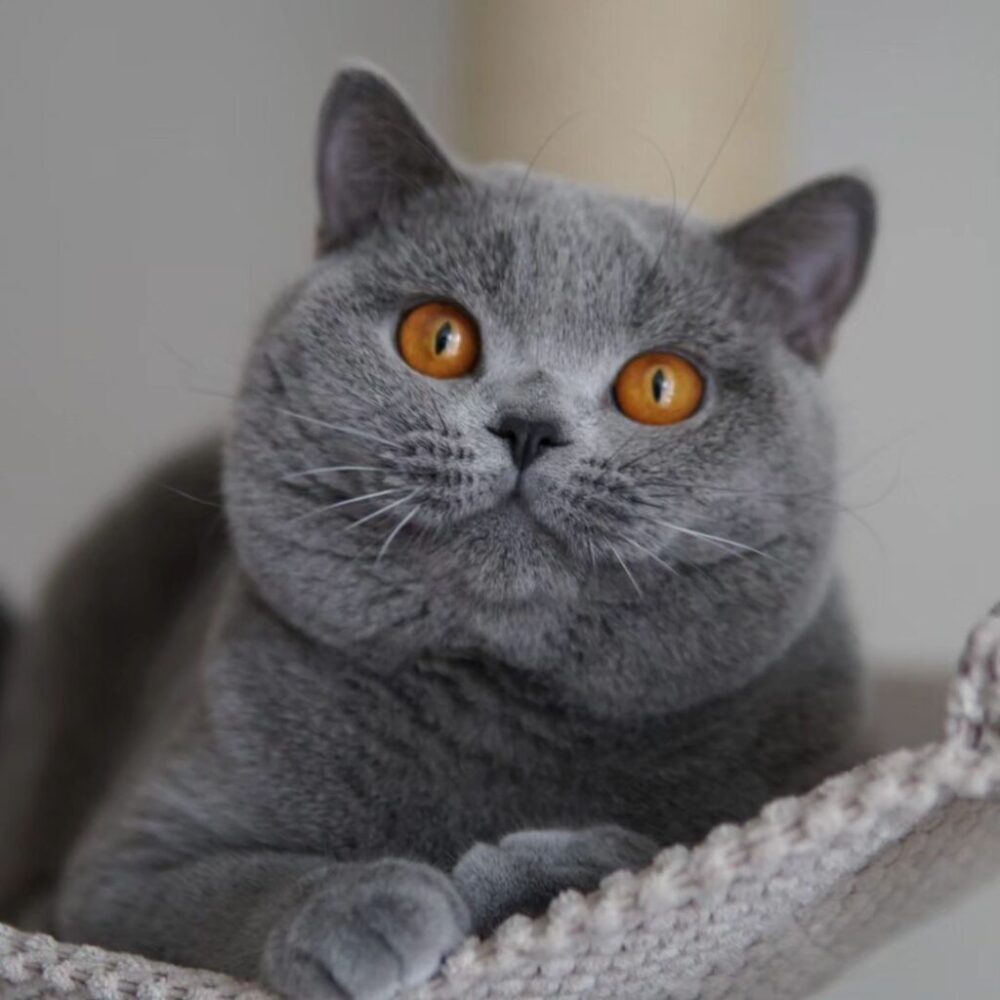 TIK-TOK Blauschatz*Pl TIK-TOK Blauschatz*Pl