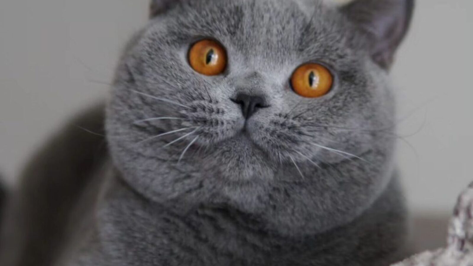 TIK-TOK Blauschatz*Pl