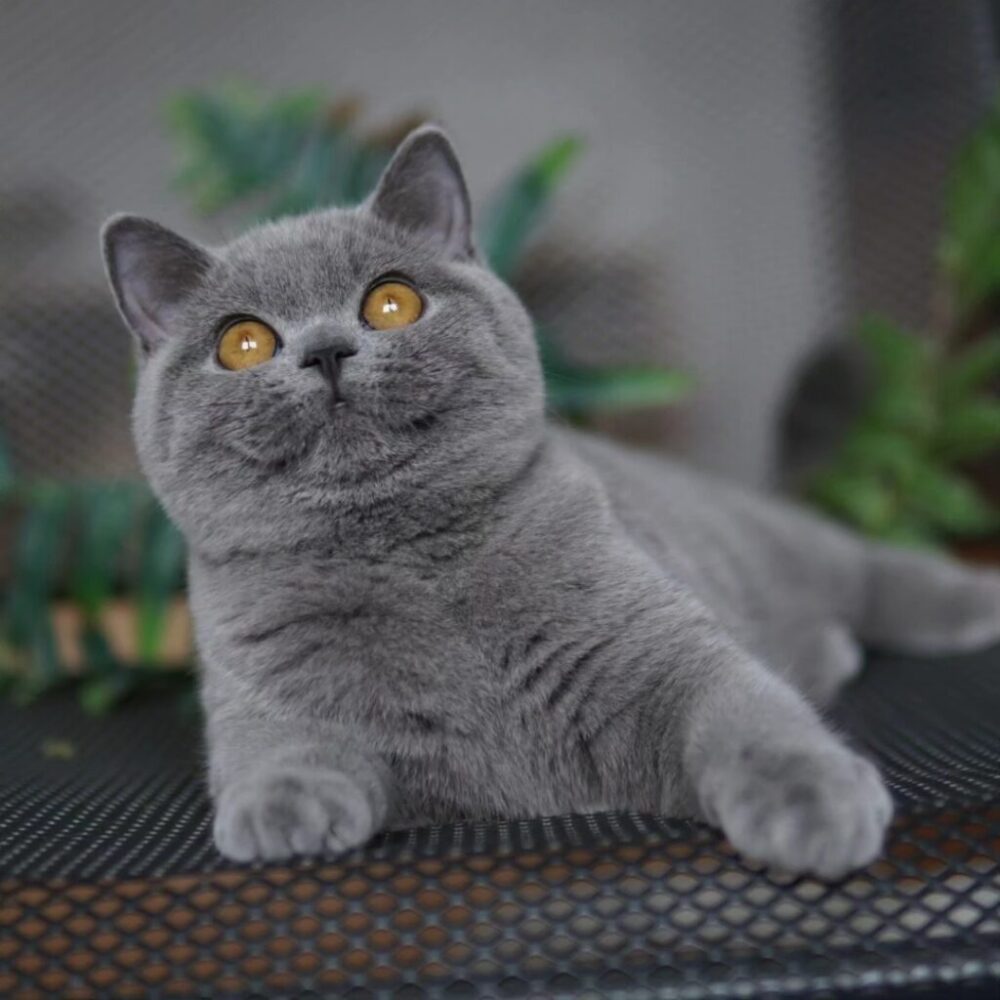 Wednesday Blauschatz*Pl