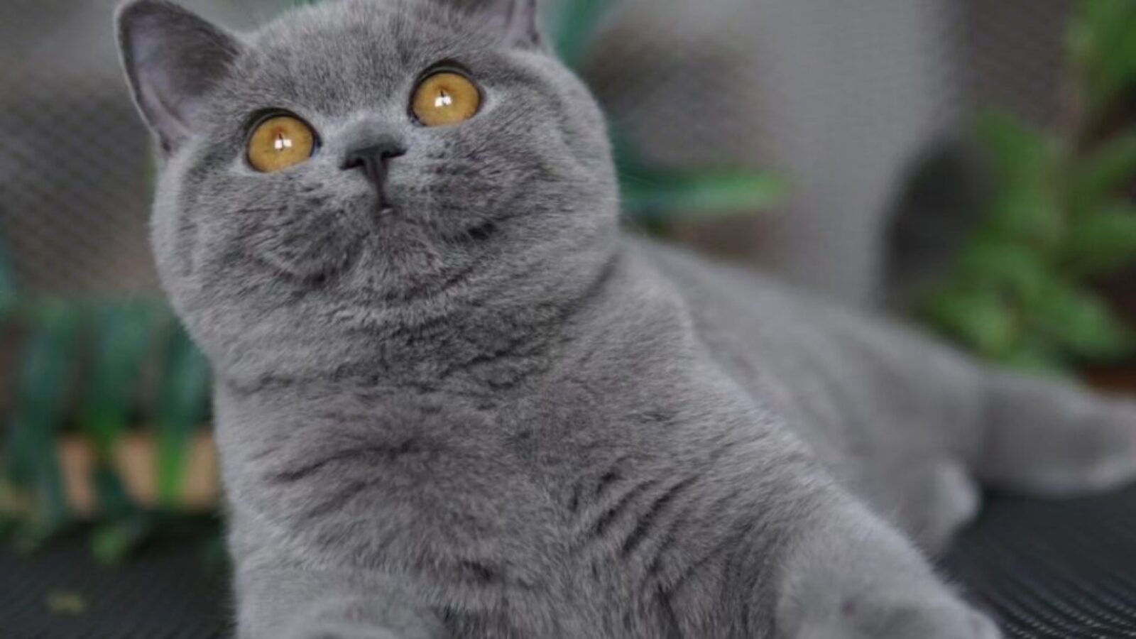 Wednesday Blauschatz*Pl