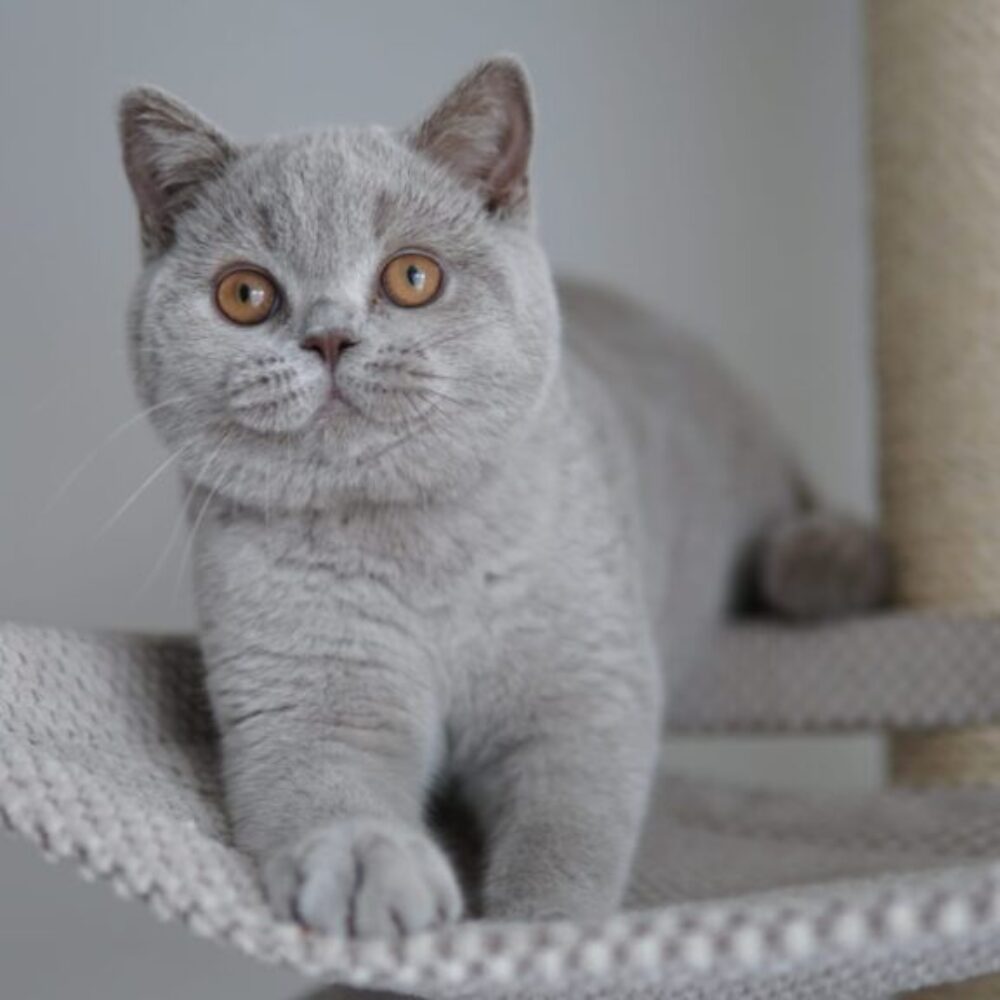 ZEFIR DE CHATON CHANCEUX*PT ZEFIR DE CHATON CHANCEUX*PT