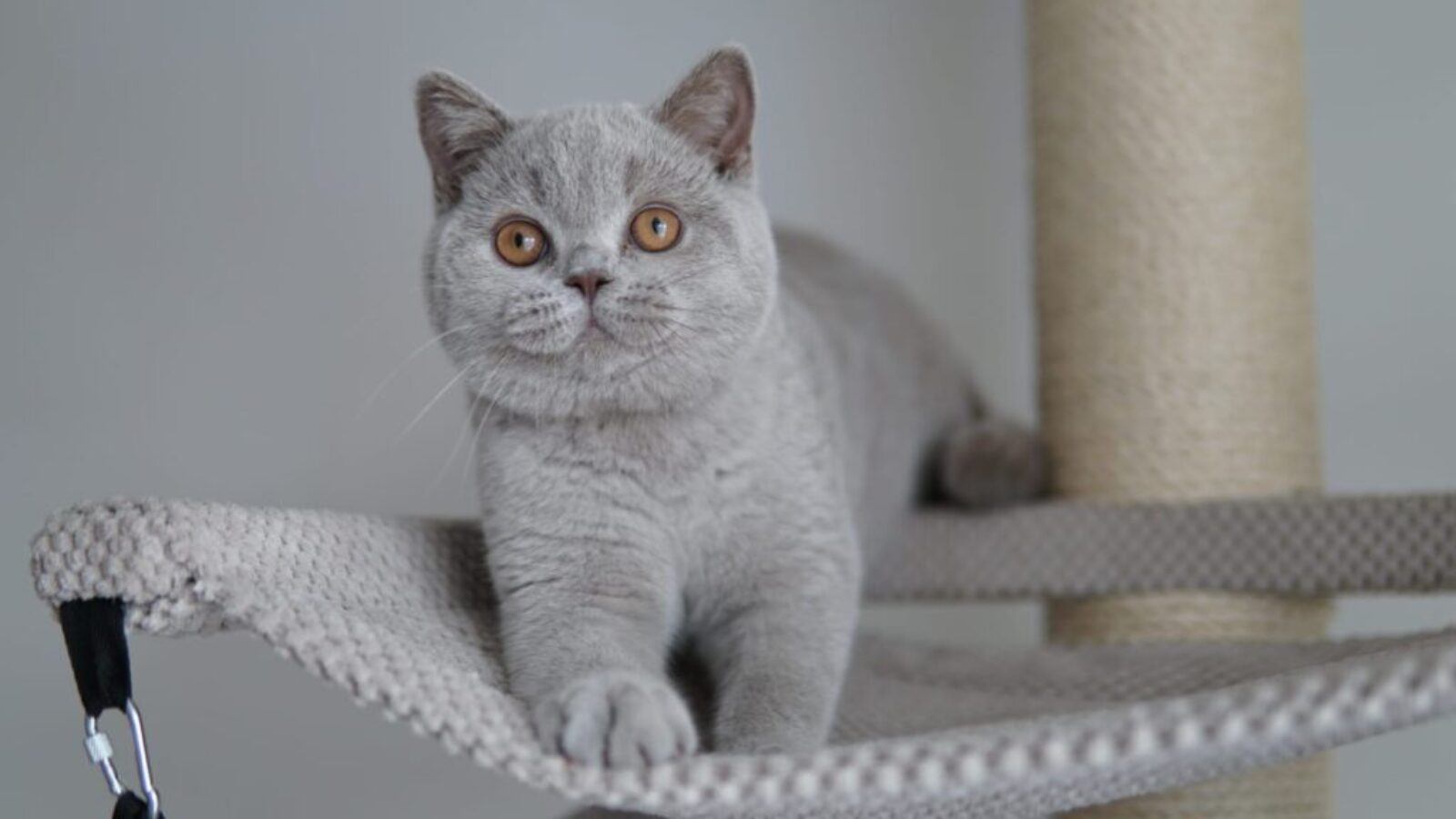 ZEFIR DE&nbsp;CHATON CHANCEUX*PT